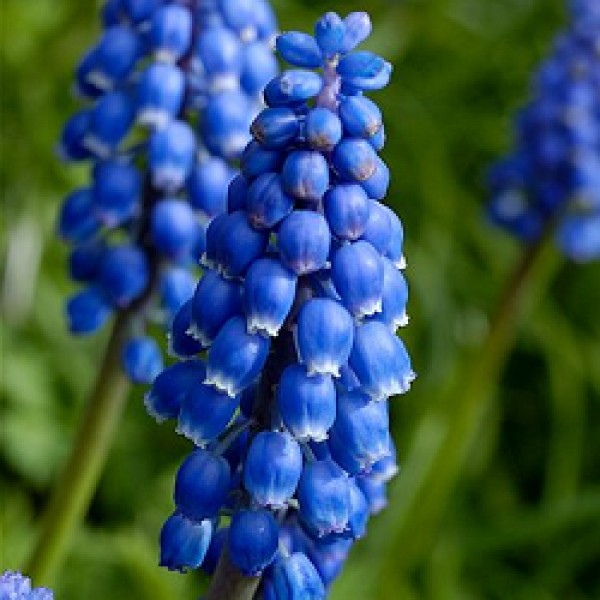 Muscari Armeniacum Blue - Grape Hyacinth (3 Bulbs)